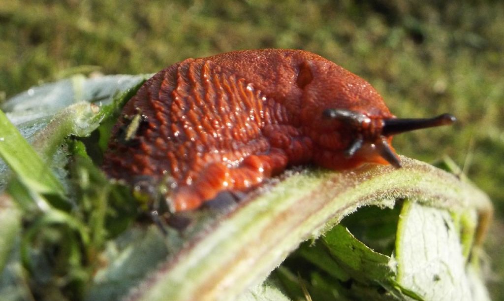 Lumache arancioni:   Arion cfr. vulgaris (Arionidae)